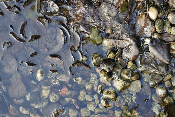 Fotografia Gartenteiches Pedra Inverno Com Seixos Folhas Moldagem — Fotografia de Stock