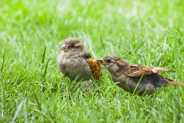 草の中の家のスズメのカップル 女性の大人の家のスズメの餌やりが営巣 — ストック写真