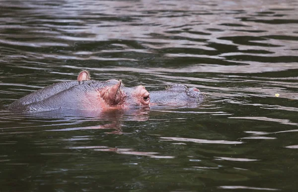 河马或河马两栖动物在水中休息 — 图库照片
