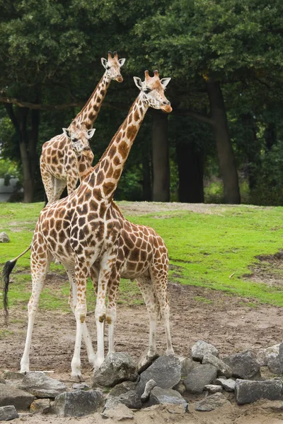 Tres Jirafas Campo Con Árboles Fondo — Foto de Stock