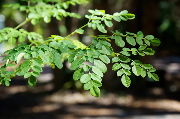 Widok Poziom Oczu Liści Szczycie Młodego Drzewa Moringa Stosowane Medycynie — Zdjęcie stockowe