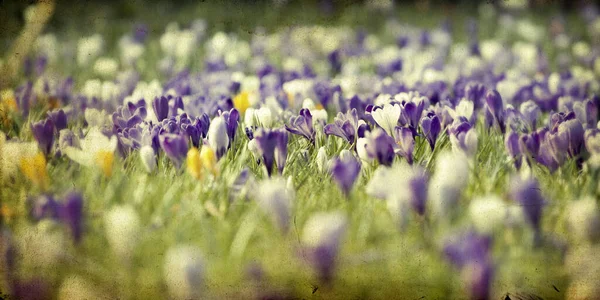 Vintage Photo Spring Field Yellow Blue Crocus Flowers — Stock Photo, Image