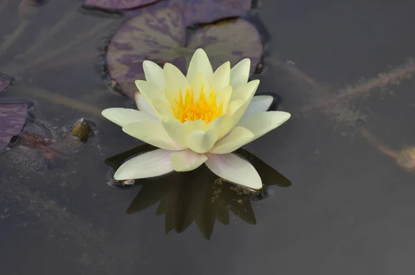 Closeup View Beautiful Water Lily — Stock Photo, Image