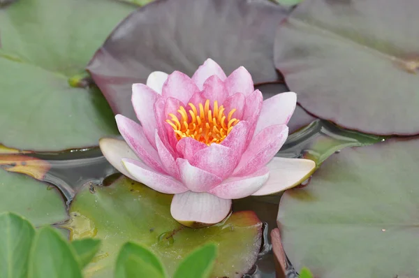 Closeup View Beautiful Water Lily — Stock Photo, Image