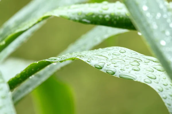 Green Leaves Drops Water Shallow Focus — Stock Photo, Image