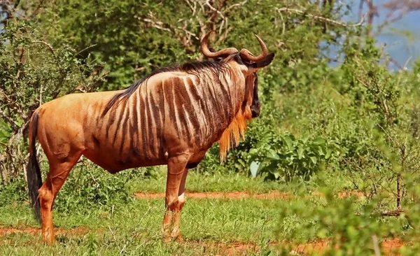 Wild Blue Wildebeest Antelope Africa — Stock Photo, Image