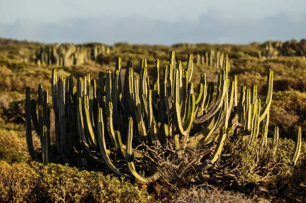 Кактус Растение Ботаническое Шипами — стоковое фото