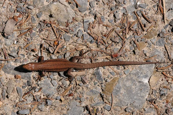 Jeune Lézard Sur Route Forestière — Photo