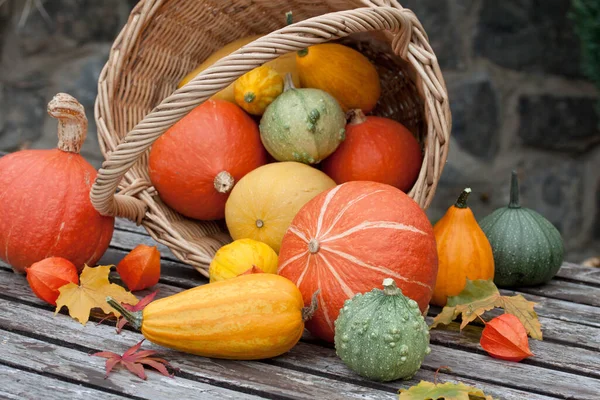 Basket Colourful Breeding Pumpkins — Stockfoto