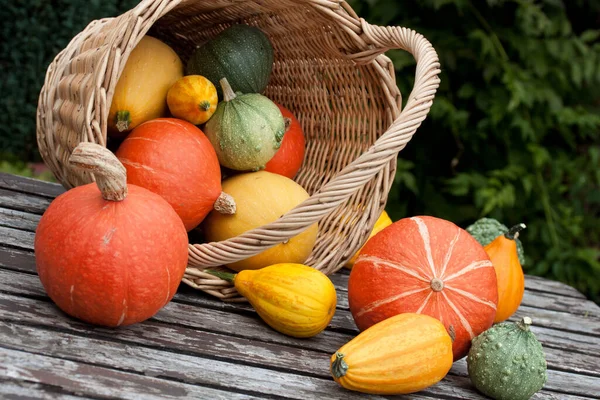 Basket Colorful Breed Pumpkins — Stockfoto