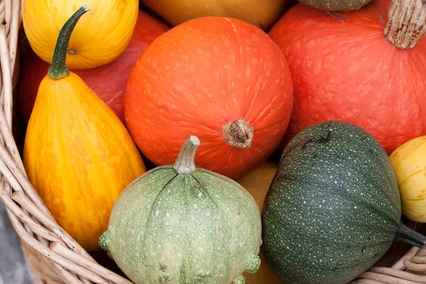 Basket Colorful Breed Pumpkins — Stockfoto