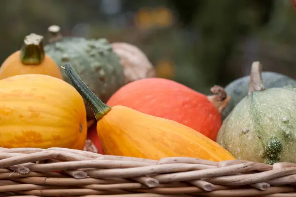 Basket Colourful Breeding Pumpkins — Stockfoto