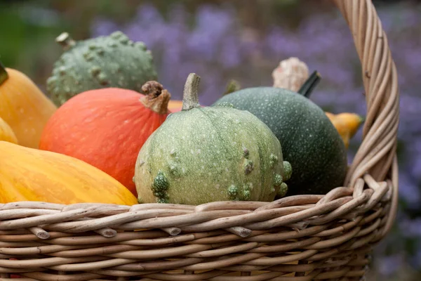 Basket Colorful Breed Pumpkins — Stockfoto