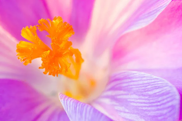 Kwiaty Krokusa Wiosenna Flora Płatki — Zdjęcie stockowe