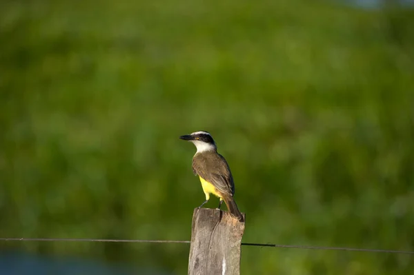 Boat Billed Flycatcher Sitting Pole — Stock Photo, Image