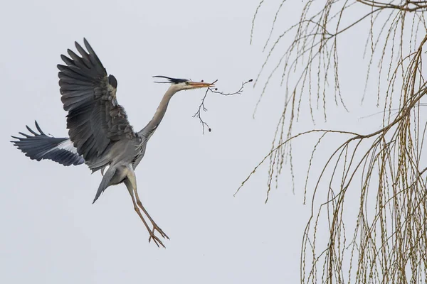 Vacker Utsikt Över Heron Fågel Naturen — Stockfoto