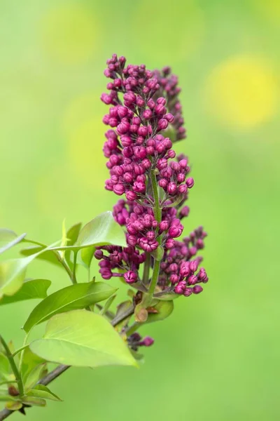 Lilac Buds Lilac Buds — Stock Photo, Image