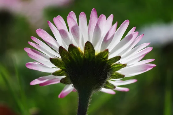 Margherite Fiori Petali Flora — Foto Stock