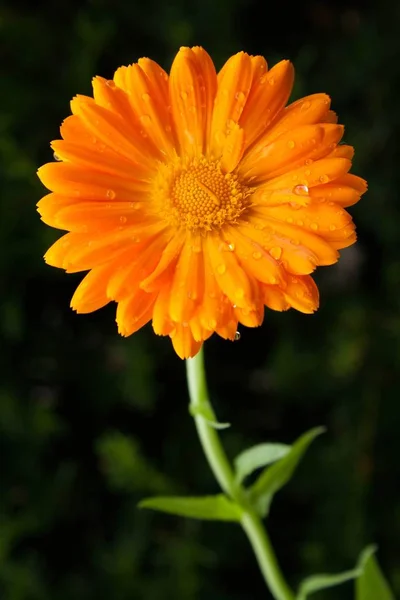 Hermosa Vista Flor Caléndula Natural — Foto de Stock