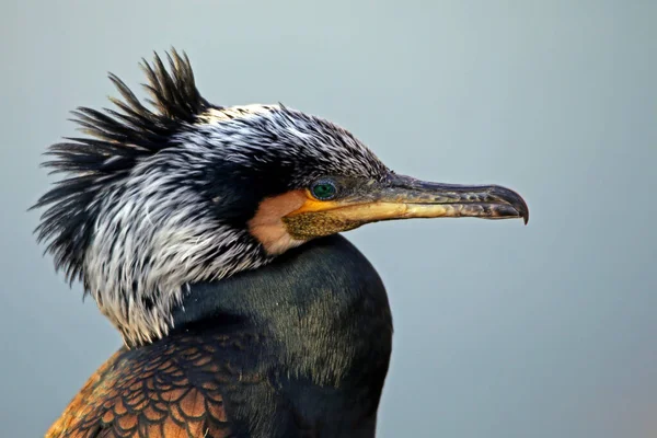 Årets Fågel 2010 — Stockfoto