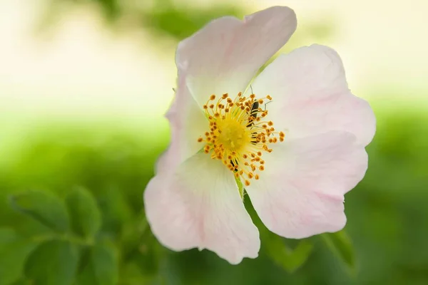 Hedge Rose Wild Rose — Zdjęcie stockowe