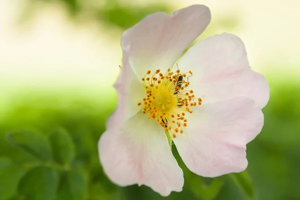 Természet Virágszirmok Virágok Tavasz — Stock Fotó