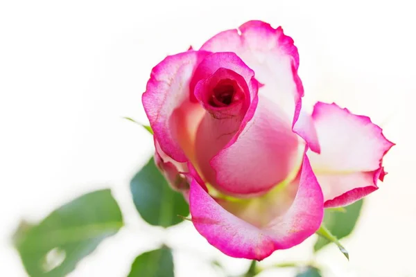 Лепестки Роз Флора — стоковое фото