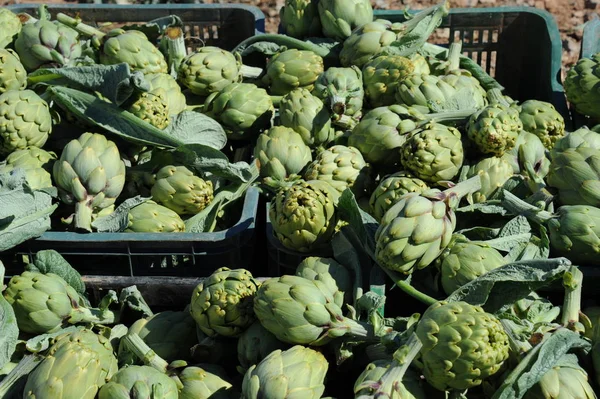 Artichoke Cynara Cardunculus Green Plant — Stock Photo, Image