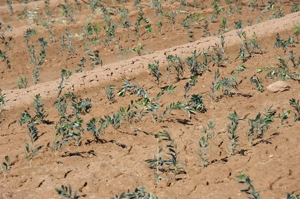 Olivenbäume Feld Spanien — Stockfoto