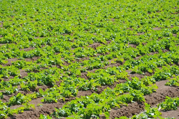 Frischer Salat Auf Dem Feld Spanien — Stockfoto