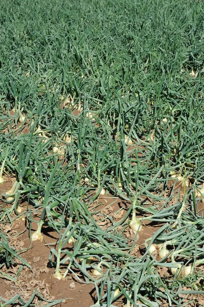 Cebollas Campo España — Foto de Stock