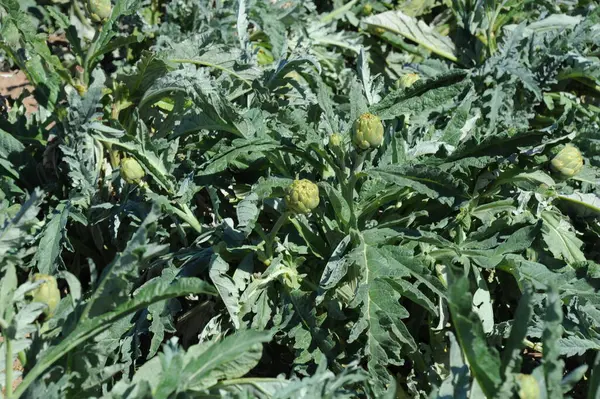 Artischocke Cynara Cardunculus Grüne Pflanze — Stockfoto