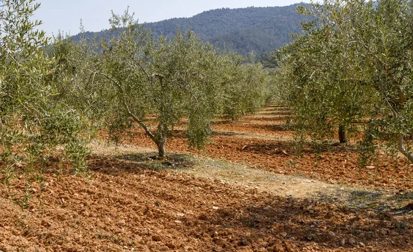 Olivais Denominação Origem Catalã Tarragona Óleo Espanhol — Fotografia de Stock