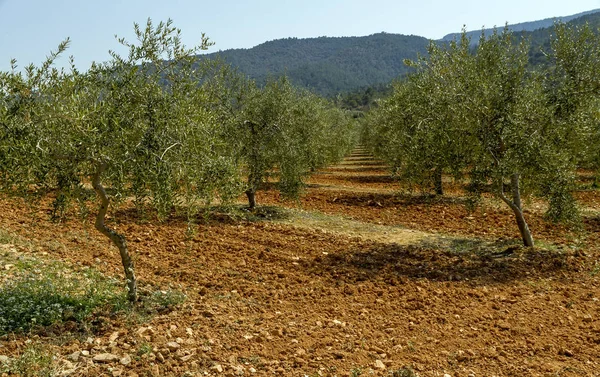 Olivais Denominação Origem Catalã Tarragona Óleo Espanhol — Fotografia de Stock