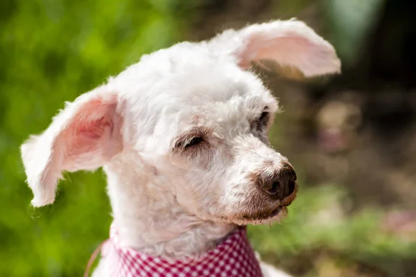 Retrato Cão Bonito Bonito Raça Poodle Luz Jardim Livre Expressão — Fotografia de Stock