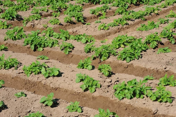 Kartoffeln Auf Dem Feld Spanien — Stockfoto