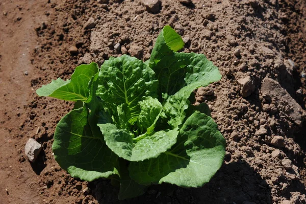 Frischer Salat Feld Spanien — Stockfoto