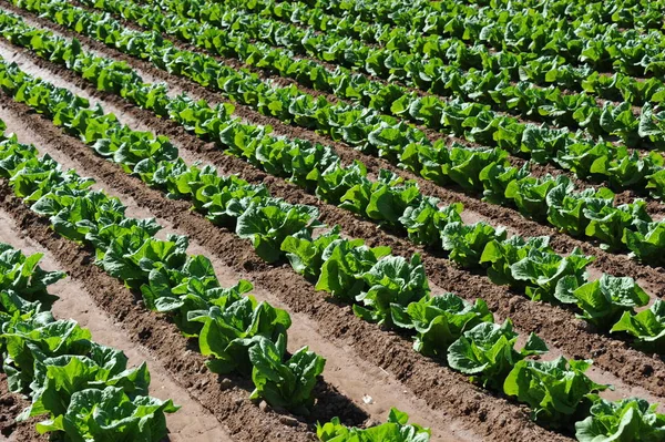 Frischer Salat Auf Dem Feld Spanien — Stockfoto