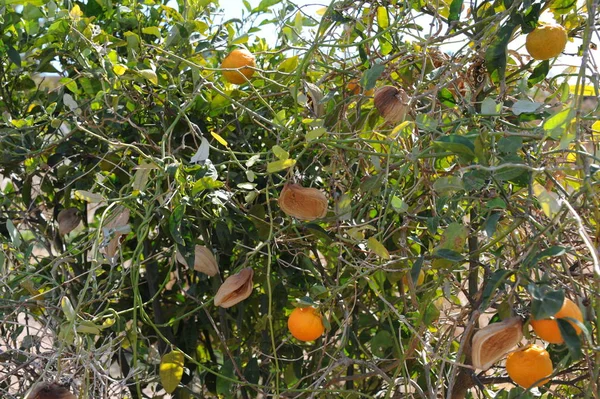 Arancio Pianta Frutto — Foto Stock