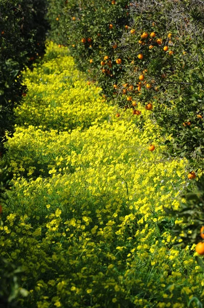 Orange Tree Fruits Plant — Stock Photo, Image