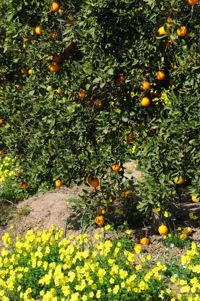 Апельсины Дереве Испании — стоковое фото
