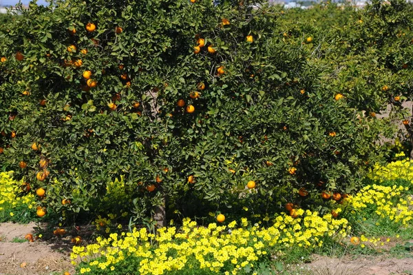 Pomarańcze Drzewie Hiszpańskim — Zdjęcie stockowe