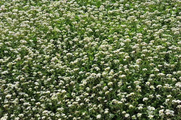 Plantas Silvestres Crecimiento Flora Verde Con Flores Blancas — Foto de Stock