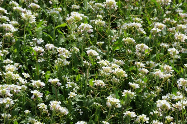 Plantas Silvestres Crecimiento Flora Verde Con Flores Blancas — Foto de Stock