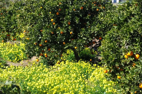 オレンジの木 スペイン — ストック写真