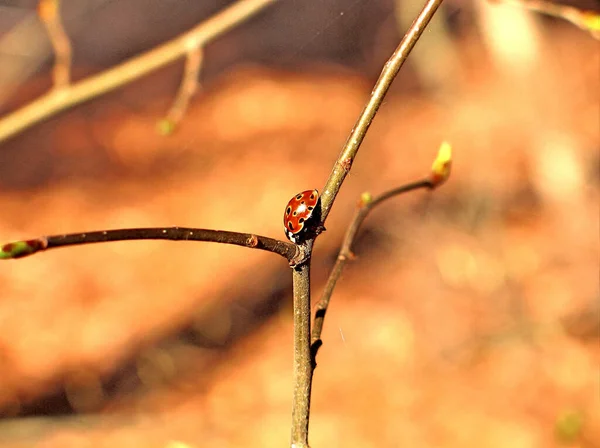 Vue Rapprochée Coccinelle Mignon Insecte — Photo