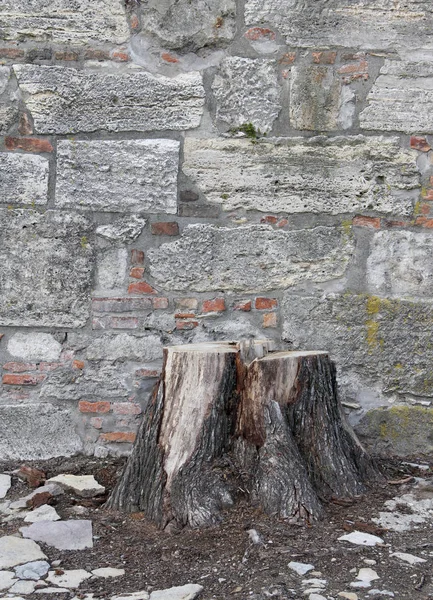 Trozo Árbol Caído Ante Pared Piedra — Foto de Stock