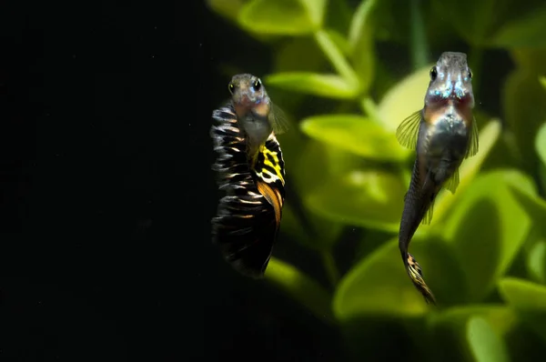 Poisson Multicolore Guppy Dans Aquarium Tropical — Photo