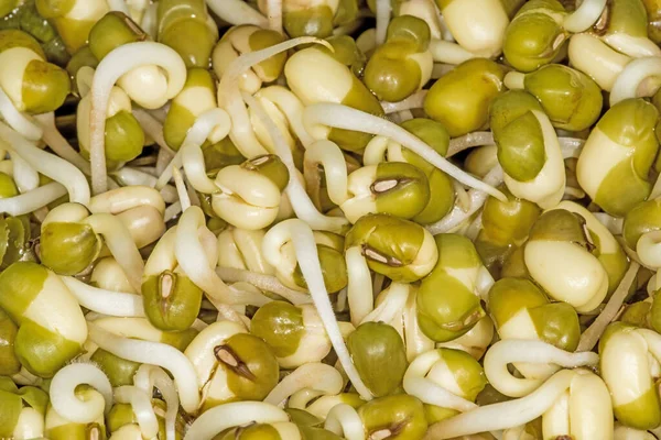 Brotos Feijão Alimentos Vegetais — Fotografia de Stock