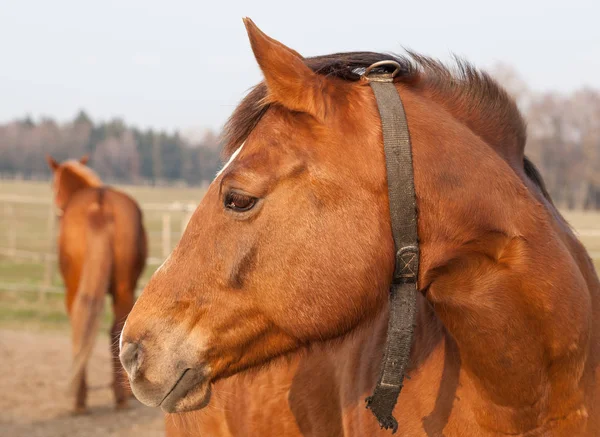 Tipik Kahverengi Bir Atın Portresi — Stok fotoğraf